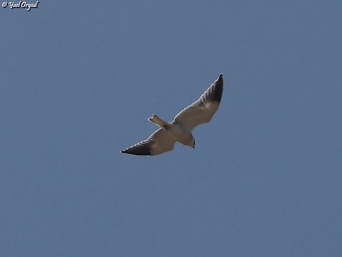 Elanus caeruleus  Black-winged Kite,Elanus caeruleus,Geotagged,Israel,Spring