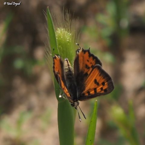 Cigaritis acamas  Cigaritis acamus,Geotagged,Israel,Spring,Tawny Silverline