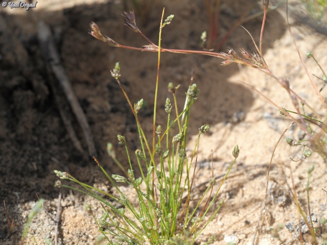 Isolepis cernua  Geotagged,Isolepis cernua,Israel,Spring