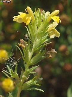 Parentucellia viscosa  Geotagged,Israel,Parentucellia viscosa,Spring,Yellow glandweed