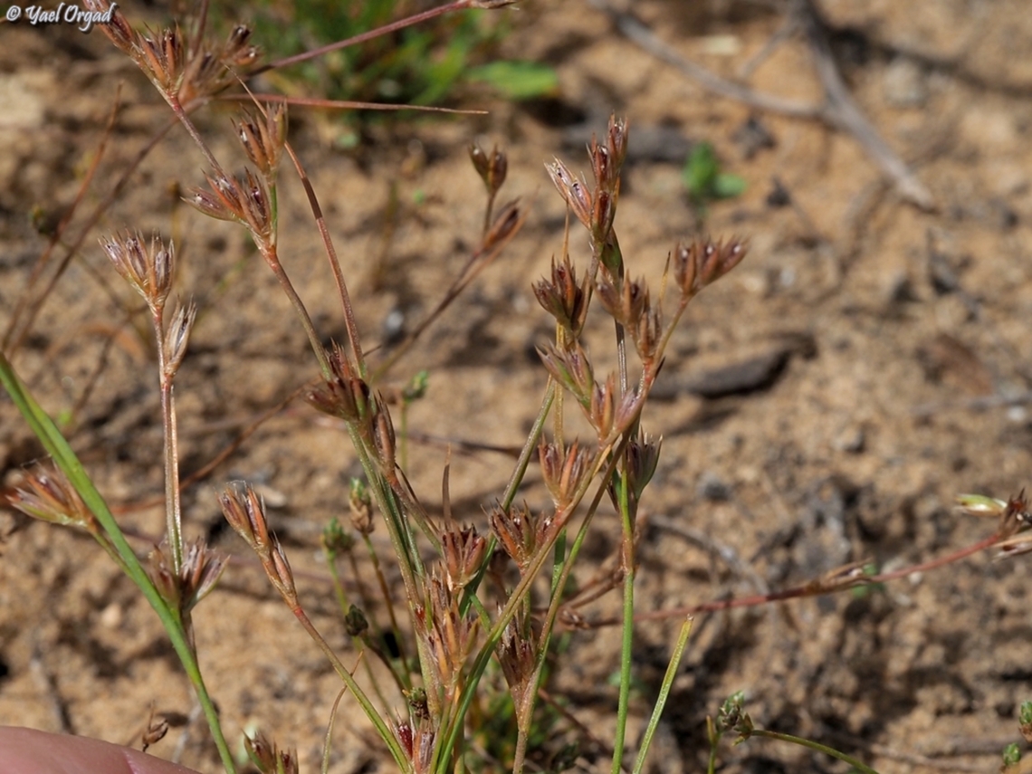 Juncus bufonius  Geotagged,Israel,Juncus bufonius,Spring