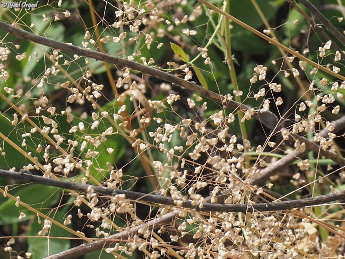 Briza minor  Briza minor,Geotagged,Israel,Lesser quaking-grass,Spring