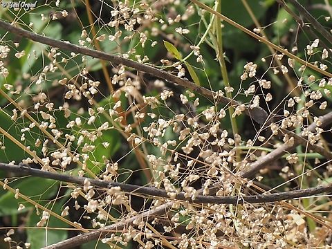 Briza minor  Briza minor,Geotagged,Israel,Lesser quaking-grass,Spring