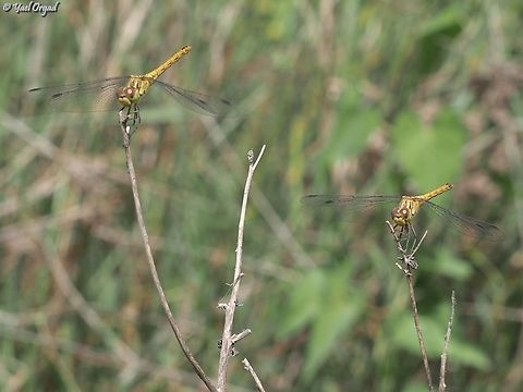 Sympetrum sanguineum  Geotagged,Israel,Ruddy Darter,Spring,Sympetrum sanguineum