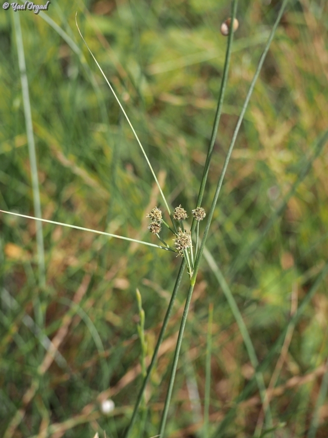 Scirpus holoschoenus  Geotagged,Israel,Scirpoides holoschoenus,Spring