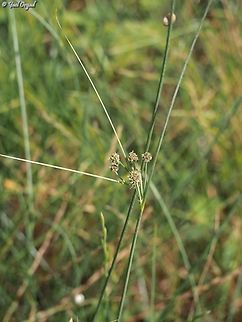Scirpus holoschoenus  Geotagged,Israel,Scirpoides holoschoenus,Spring