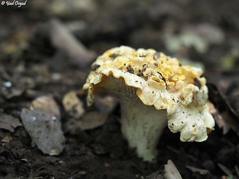 Cantharellus alborufescens  Cantharellus alborufescens