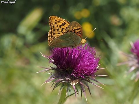 Argynnis pandora  Argynnis pandora,Cardinal,Geotagged,Spring