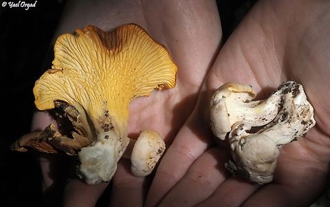 Cantharellus alborufescens  Cantharellus alborufescens,Geotagged,Spring