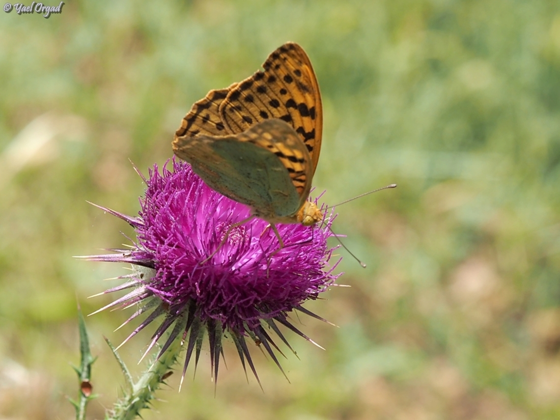 Argynnis pandora  Argynnis pandora,Cardinal,Geotagged,Spring