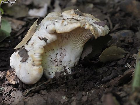 Cantharellus alborufescens Friends took me on my first ever Chanterelles hunting - it was incredible! and I came out with a full basket of mushrooms. I returned home late, sat to clean the mushrooms till well after midnight, but lunch the next day was wonderful!  Cantharellus alborufescens,Geotagged,Spring