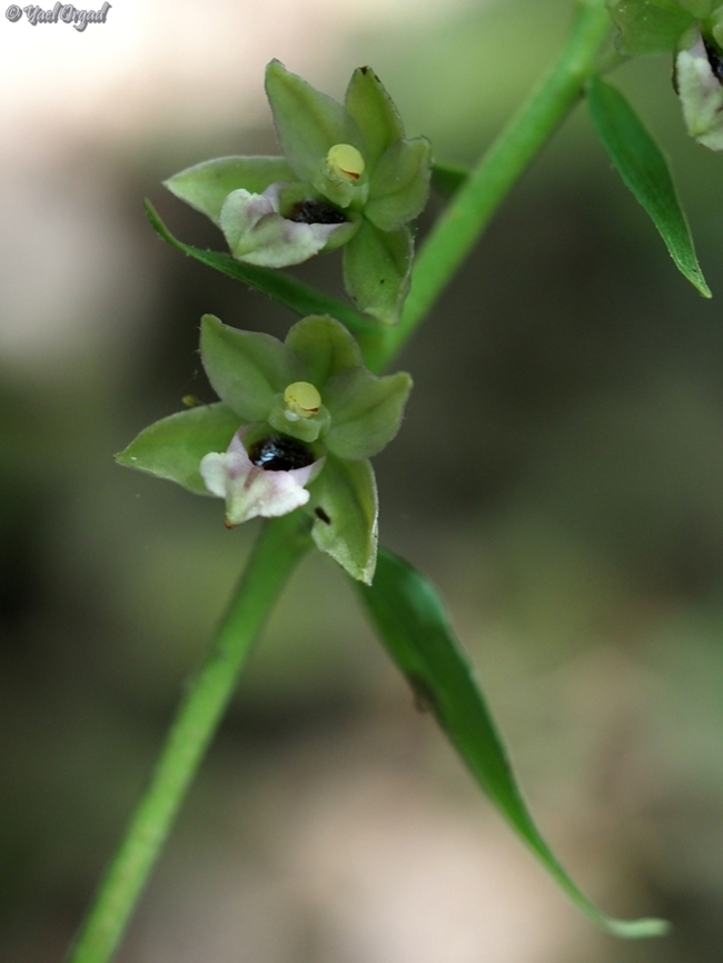 Epipactis helleborine  Broad-leaved Helleborine,Epipactis helleborine,Geotagged,Spring