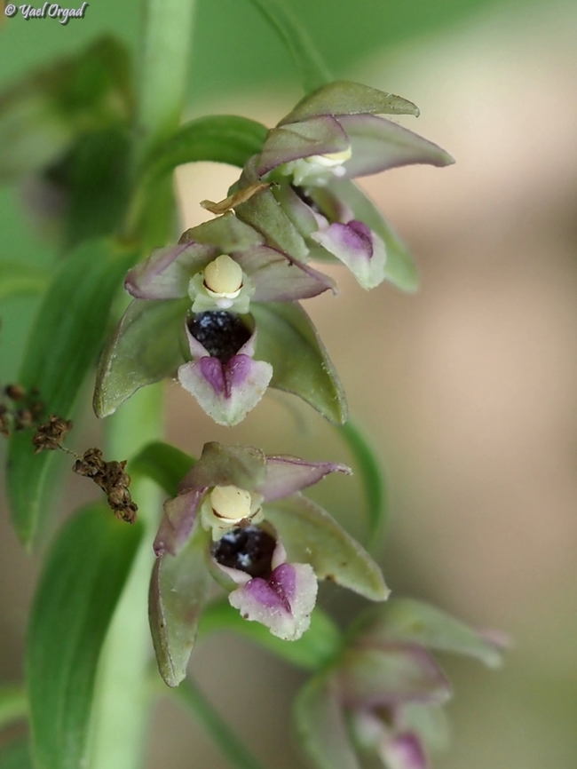Epipactis helleborine  Broad-leaved Helleborine,Epipactis helleborine,Geotagged,Spring