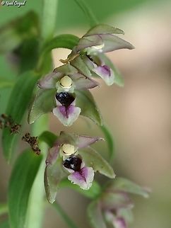 Epipactis helleborine  Broad-leaved Helleborine,Epipactis helleborine,Geotagged,Spring