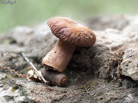 Gyroporus castaneus  Chestnut bolete,Gyroporus castaneus