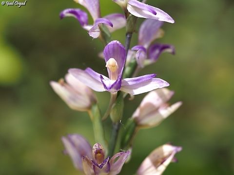 Limodorum abortivum  Geotagged,Limodorum abortivum,Limodorum_abortivum,Spring