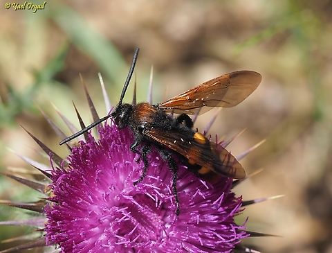Megascolia maculata ssp. maculata  Megascolia maculata maculata