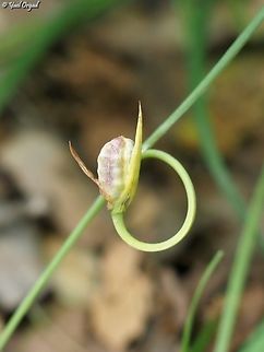 Romulea columnae  Dark veined Romulea,Geotagged,Romulea columnae,Spring