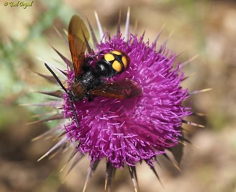 Megascolia maculata ssp. maculata  Geotagged,Megascolia maculata maculata,Spring