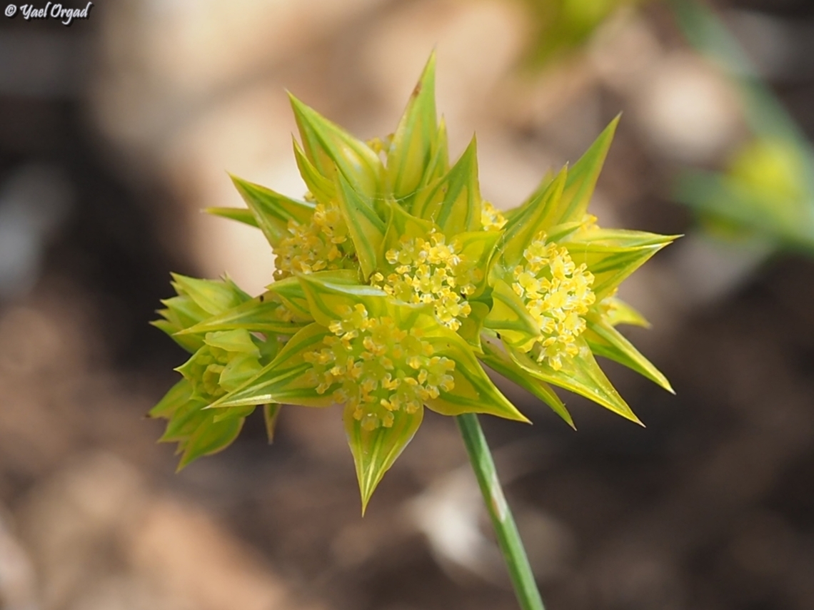 Bupleurum nodiflorum  Bupleurum nodiflorum,Geotagged,Israel,Spring