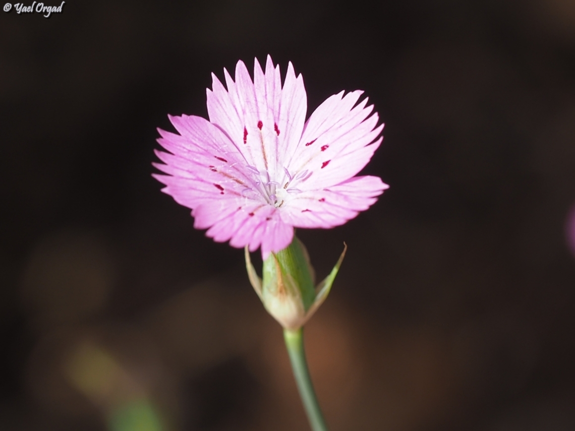 Dianthus tripunctatus  Dianthus tripunctatus,Geotagged,Israel,Spring,Three-spotted Pink