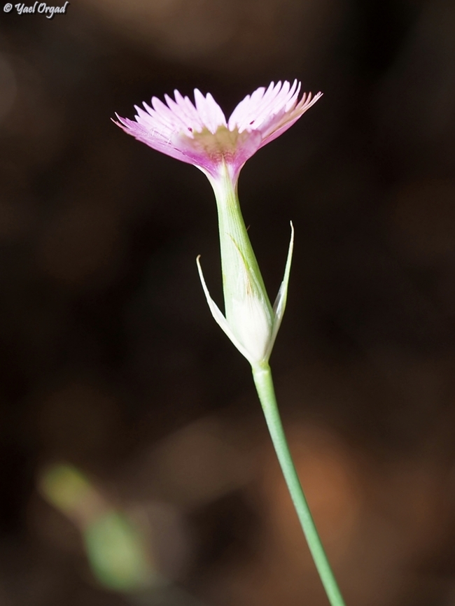 Dianthus tripunctatus  Dianthus tripunctatus,Geotagged,Israel,Spring,Three-spotted Pink