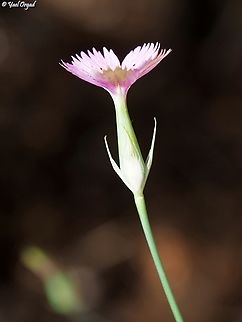 Dianthus tripunctatus  Dianthus tripunctatus,Geotagged,Israel,Spring,Three-spotted Pink