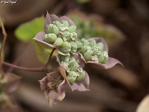 Bupleurum subovatum - fruit  Bupleurum lancifolium,Geotagged,Israel,Spring