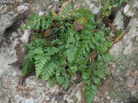 Asplenium onopteris  Asplenium onopteris,Geotagged,Irish spleenwort,Israel,Spring