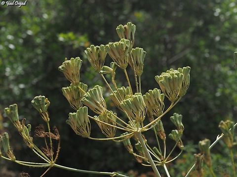 Heptaptera anisoptera  Geotagged,Heptaptera anisoptera,Israel,Spring
