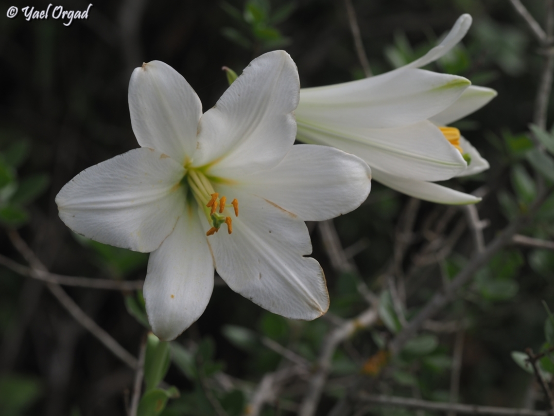 Lilium candidum  Geotagged,Israel,Lilium candidum,Madonna Lily,Spring