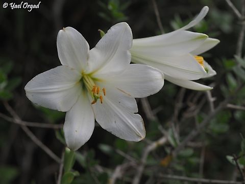 Lilium candidum  Geotagged,Israel,Lilium candidum,Madonna Lily,Spring