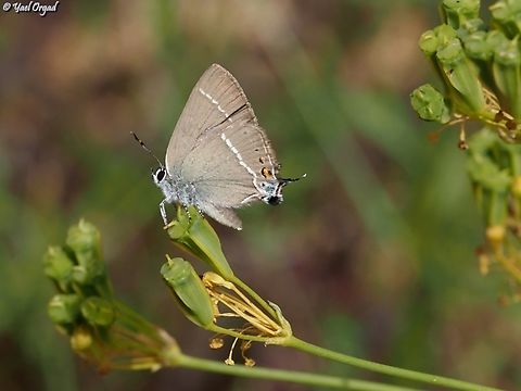 Satyrium spini  Blue spot hairstreak,Geotagged,Israel,Satyrium spini,Spring