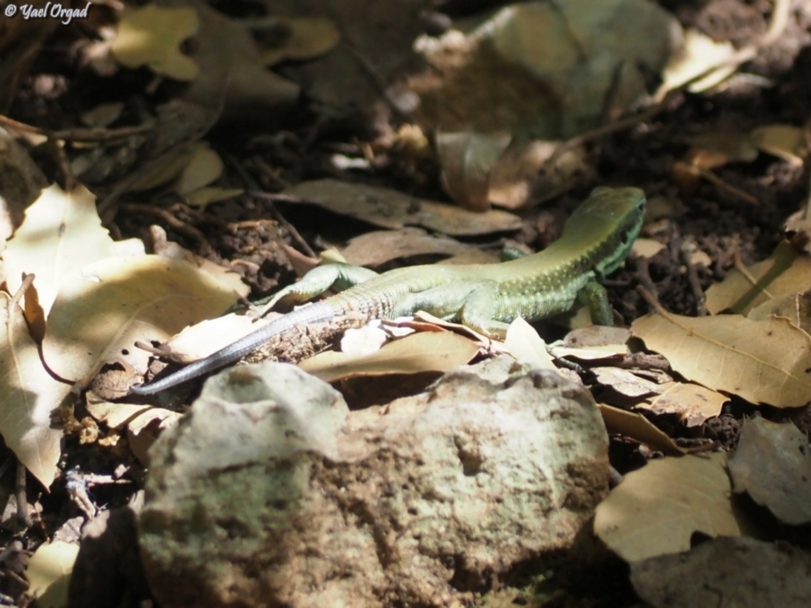 Phoenicolacerta laevis  Geotagged,Israel,Lebanon Lizard,Phoenicolacerta laevis,Spring
