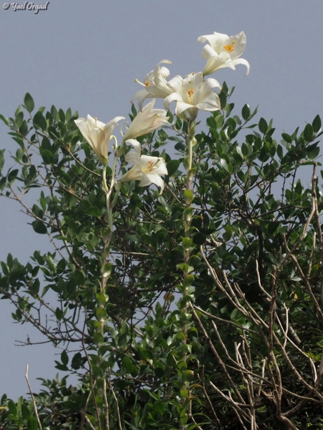 Lilium candidum  Geotagged,Israel,Lilium candidum,Madonna Lily,Spring