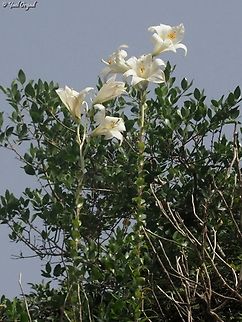 Lilium candidum  Geotagged,Israel,Lilium candidum,Madonna Lily,Spring