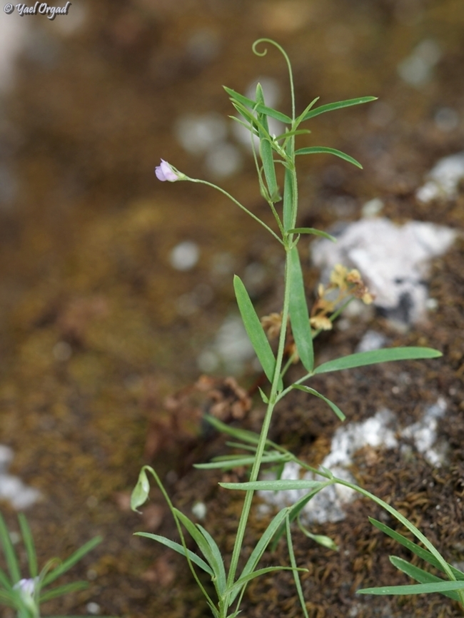 Lens ervoides currently united with the Vicia genus, and called Vicia lenticula. <br />
this is a very small lentil.  Dwarf lentil,Geotagged,Israel,Lens ervoides,Spring,Vicia lenticula