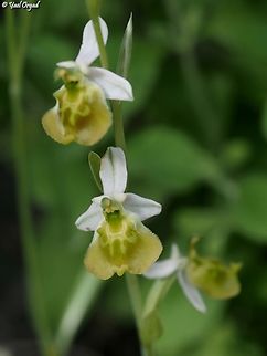 Hypochromic Ophrys fuciflora  Geotagged,Israel,Ophrys fuciflora,Spring