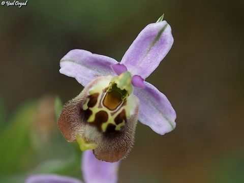 Ophrys fuciflora  Geotagged,Israel,Ophrys fuciflora,Spring