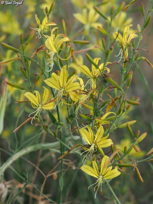 Asphodeline brevicaulis  Asphodeline brevicaulis,Geotagged,Israel,Spring