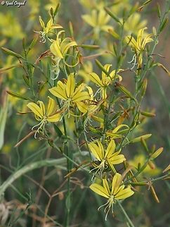 Asphodeline brevicaulis  Asphodeline brevicaulis,Geotagged,Israel,Spring