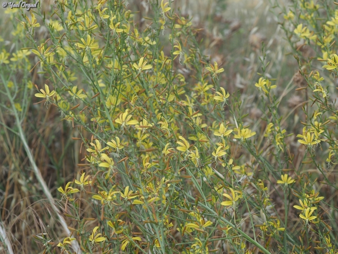 Asphodeline brevicaulis  Asphodeline brevicaulis,Geotagged,Israel,Spring