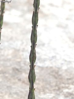 Crucianella latifolia  Broad-leaved Crucianella,Crucianella latifolia,Geotagged,Israel,Spring