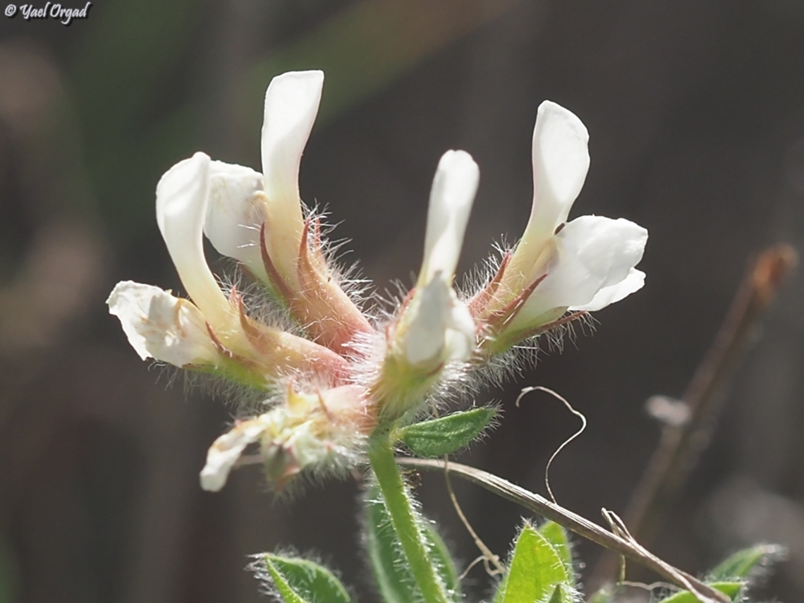 Dorycnium hirsutum visited it one day after Ori... first time I met this plant. very rare, hasn't been seen in Israel for about 50 years!<br />
this is Ori's picture:<br />
<figure class="photo"><a href="https://www.jungledragon.com/image/160787/dorycnium_hirsutum.html" title="Dorycnium hirsutum"><img src="https://s3.amazonaws.com/media.jungledragon.com/images/3333/160787_thumb.JPG?AWSAccessKeyId=05GMT0V3GWVNE7GGM1R2&Expires=1769040010&Signature=LOunZHsooxj3jXbhHsJpMTraz9c%3D" width="200" height="134" alt="Dorycnium hirsutum N Israel, Mt Carmel - near the forester house Geotagged,Hairy Canary-Clover,Israel,Lotus hirsutus,Spring" /></a></figure> Dorycnium hirsutum,Geotagged,Hairy Canary-Clover,Israel,Lotus hirsutus,Spring