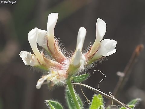 Dorycnium hirsutum visited it one day after Ori... first time I met this plant. very rare, hasn't been seen in Israel for about 50 years!
this is Ori's picture:
https://www.jungledragon.com/image/160787/dorycnium_hirsutum.html Dorycnium hirsutum,Geotagged,Hairy Canary-Clover,Israel,Lotus hirsutus,Spring