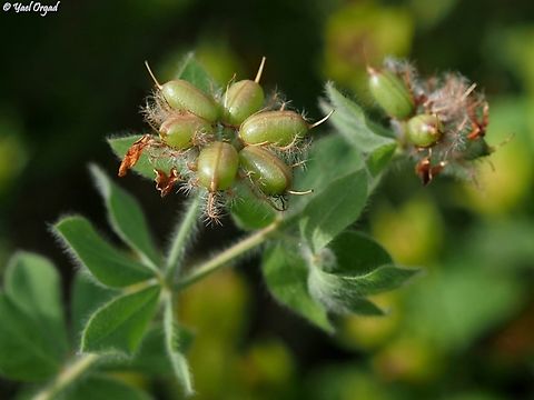 Dorycnium hirsutum - fruit  Geotagged,Hairy Canary-Clover,Israel,Lotus hirsutus,Spring
