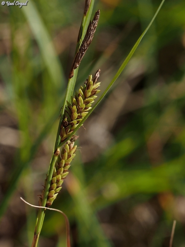 Carex flacca  Blue Sedge,Carex flacca,Geotagged,Israel,Spring