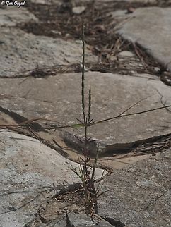 Crucianella latifolia  Broad-leaved Crucianella,Crucianella latifolia,Geotagged,Israel,Spring