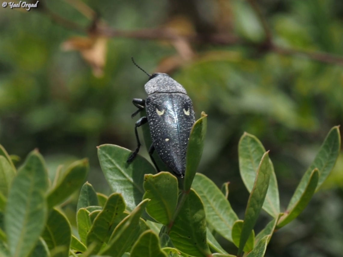 Chalcophorella stigmatica  Chalcophorella stigmatica,Geotagged,Israel,Spring