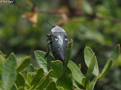 Chalcophorella stigmatica  Chalcophorella stigmatica,Geotagged,Israel,Spring